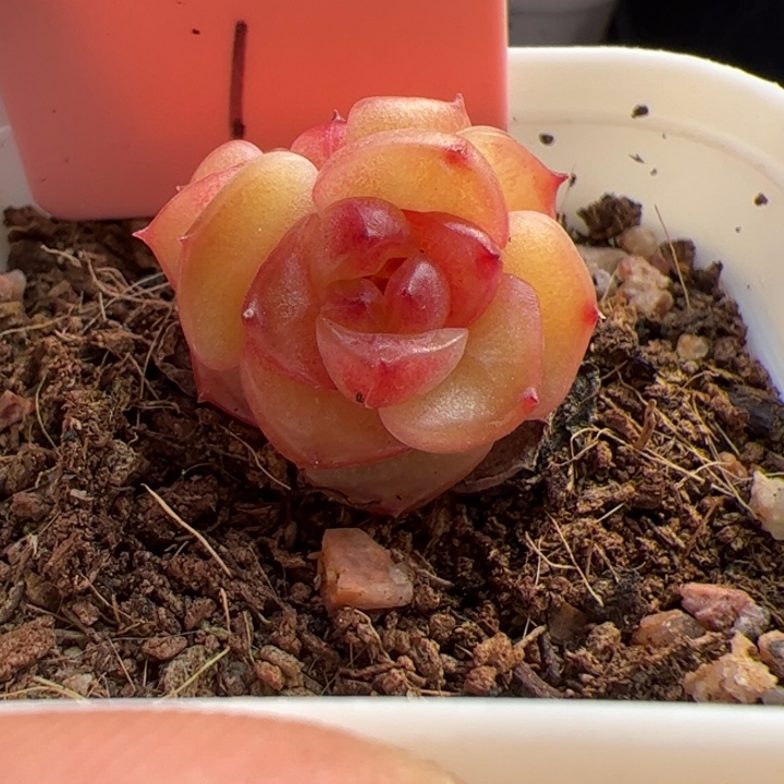 开播福利，一物一拍，精品糖心，尺寸不大介意勿拍