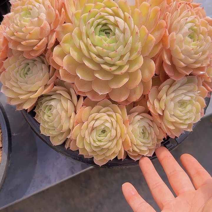 0913昂斯诺多肉植物