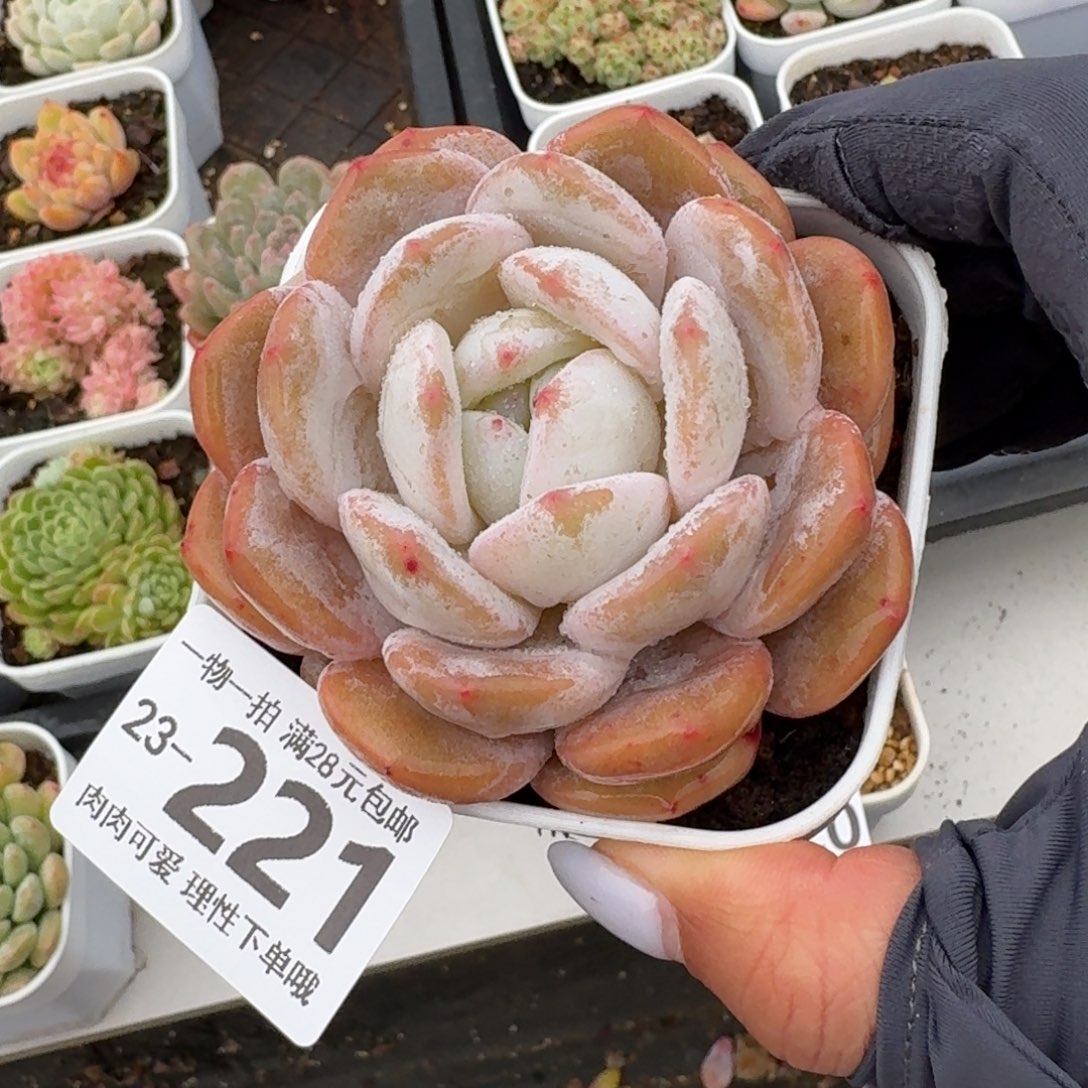 胖雪橙无盆土发货无盆