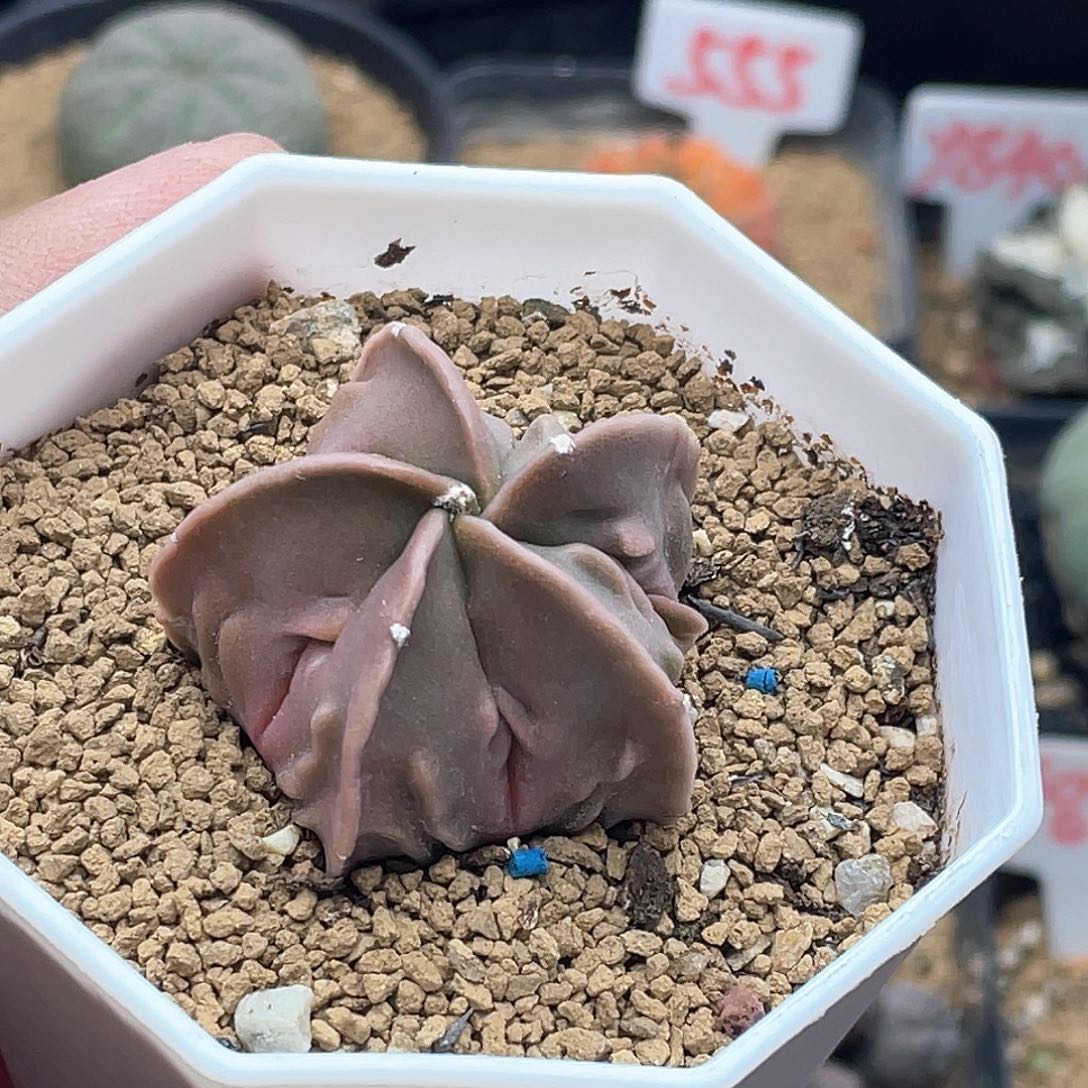 实生紫皮核桃鸾凤玉仙人球