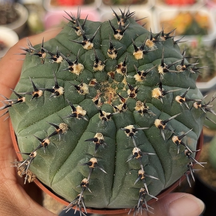 685号实生黑刺风头多肉植物