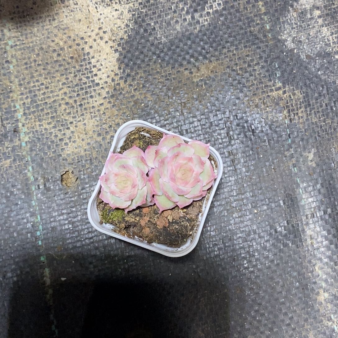 冇***名水晶虾饺多肉植物