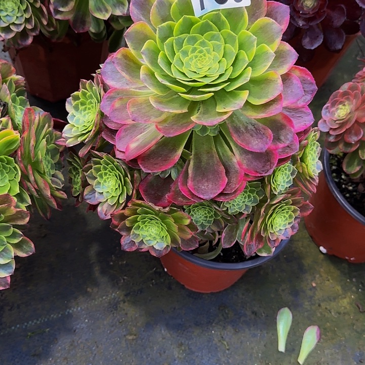 00000000000789嘉年华