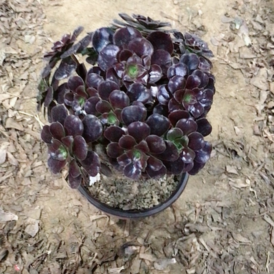 欧紫玫瑰法师000001