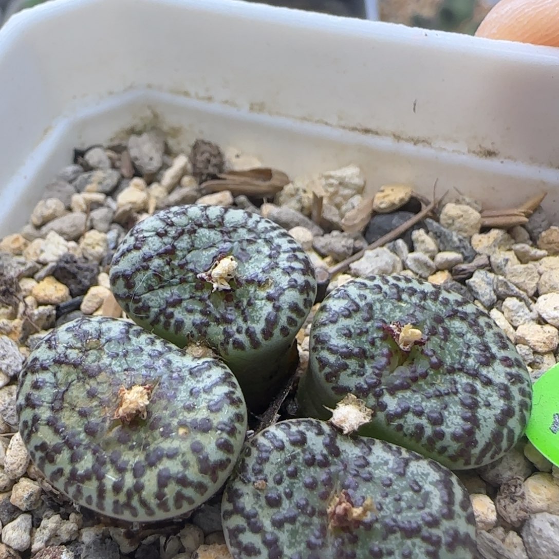 黑点安贞群多肉植物160