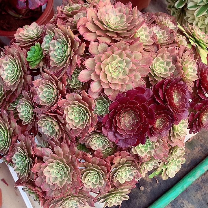 粉黛啊啊啊啊啊啊啊