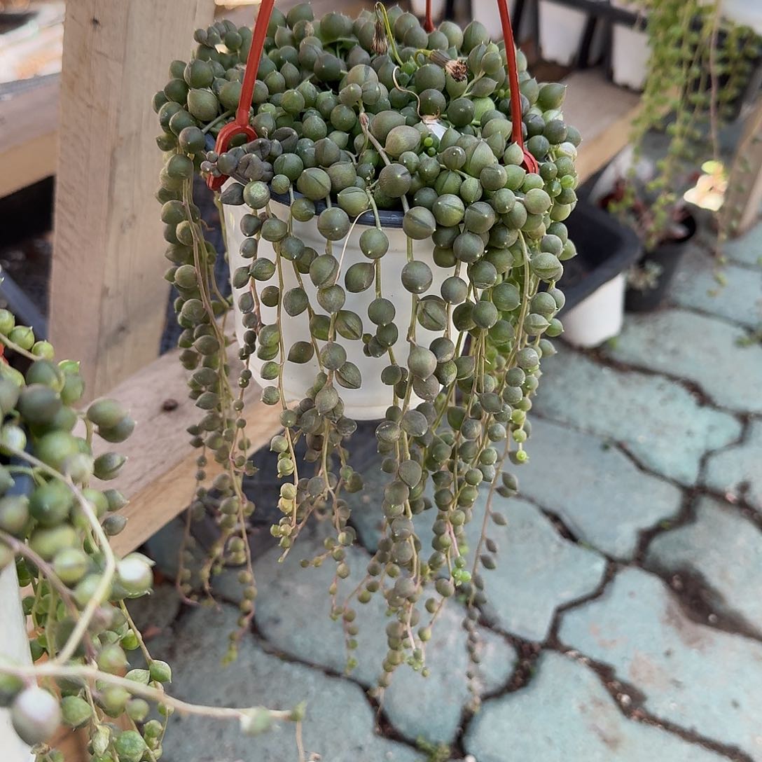 佛珠多肉植物精品