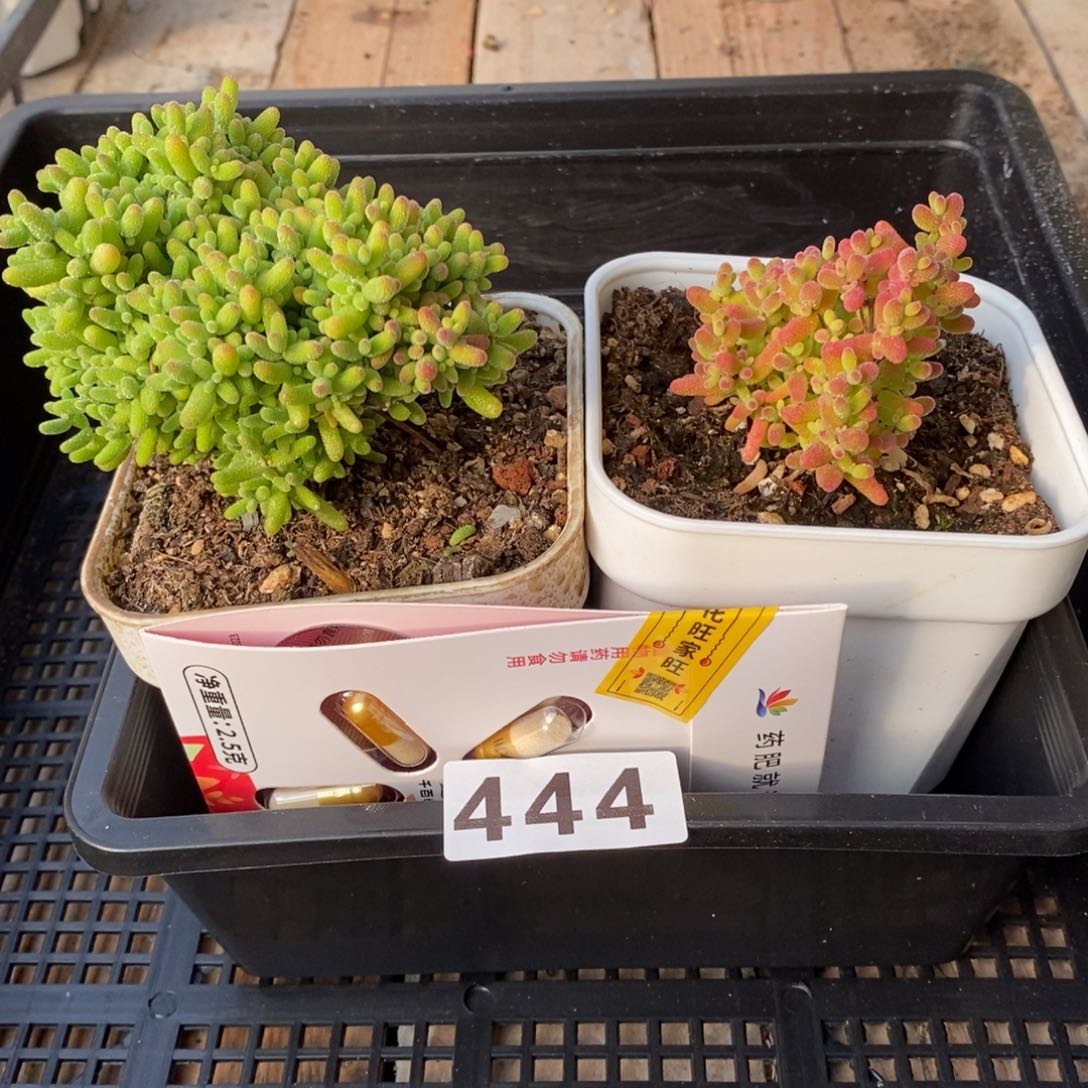 枝干番杏多肉植物444