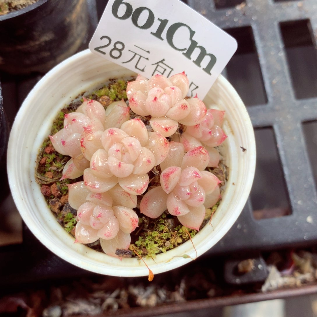 5厘米盆精控多肉601