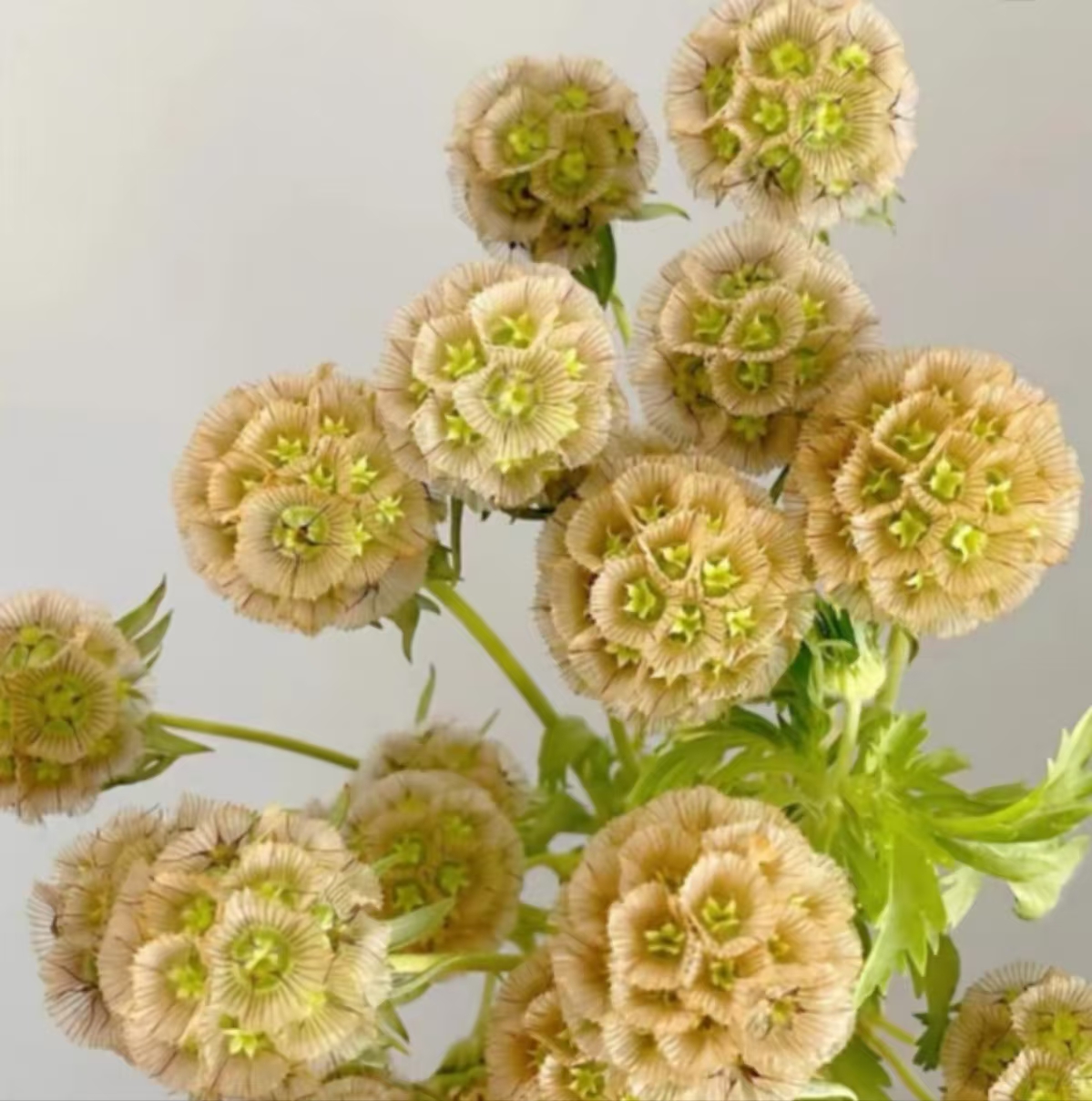 《风车果鲜切花》可做干花长期摆放装饰