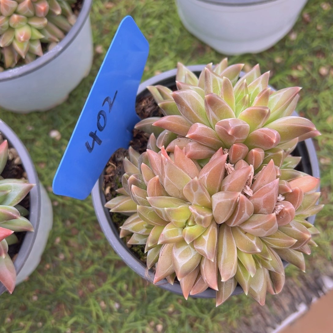 香玉的故事是一个人的故事吗