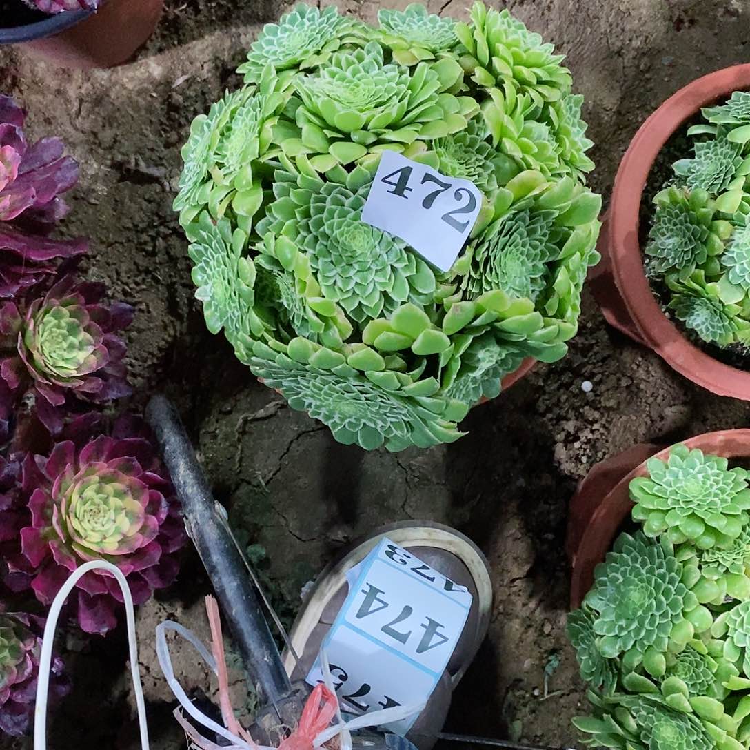 翡翠冰472多肉法师植物