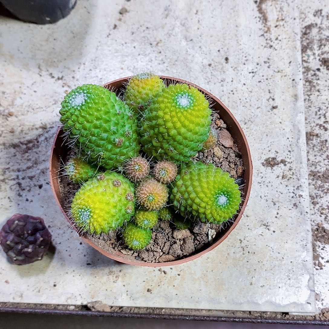 白珠11111111111111个