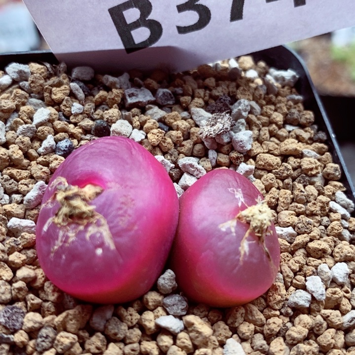 我的小姐姐们都是我374