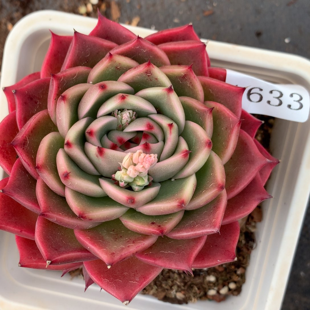 1633杂交多肉植物