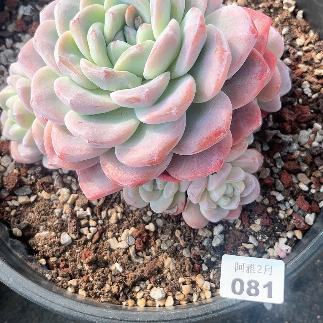 阿雅园艺。    081