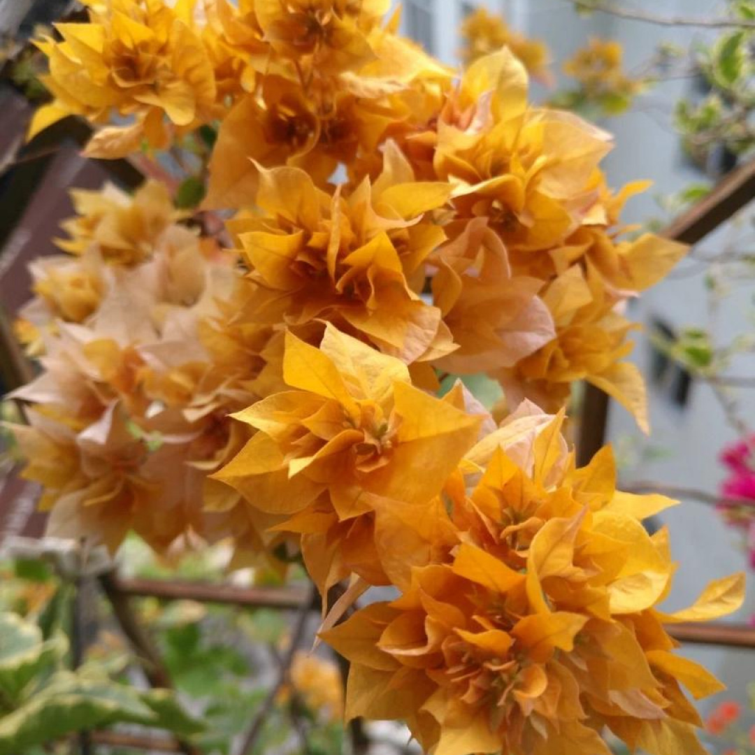 【重瓣黄金】三角梅好养阳台勤花爬藤垂丝基地直发不带花宝藏文创