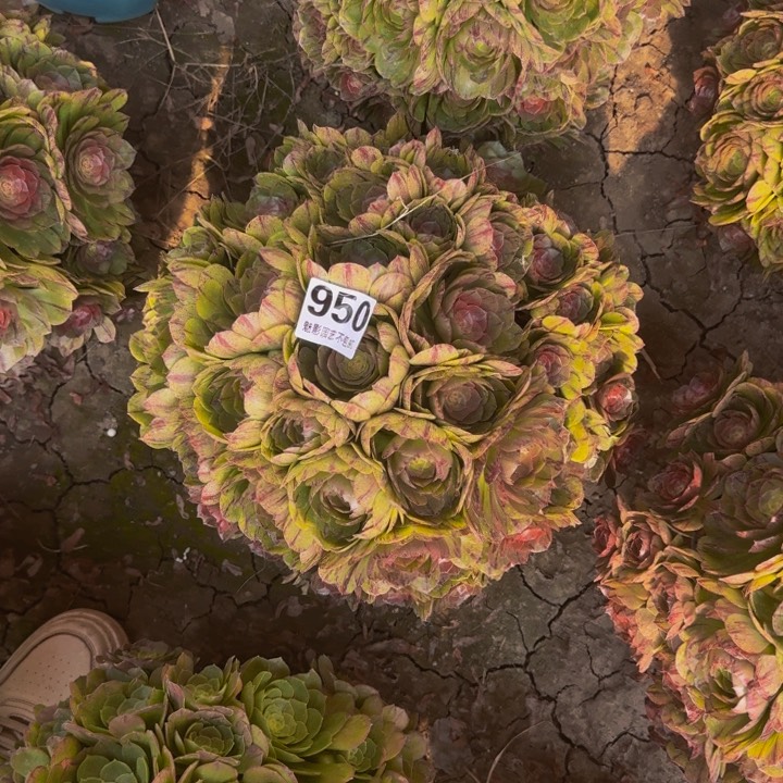 拉丝花29-50包邮花花