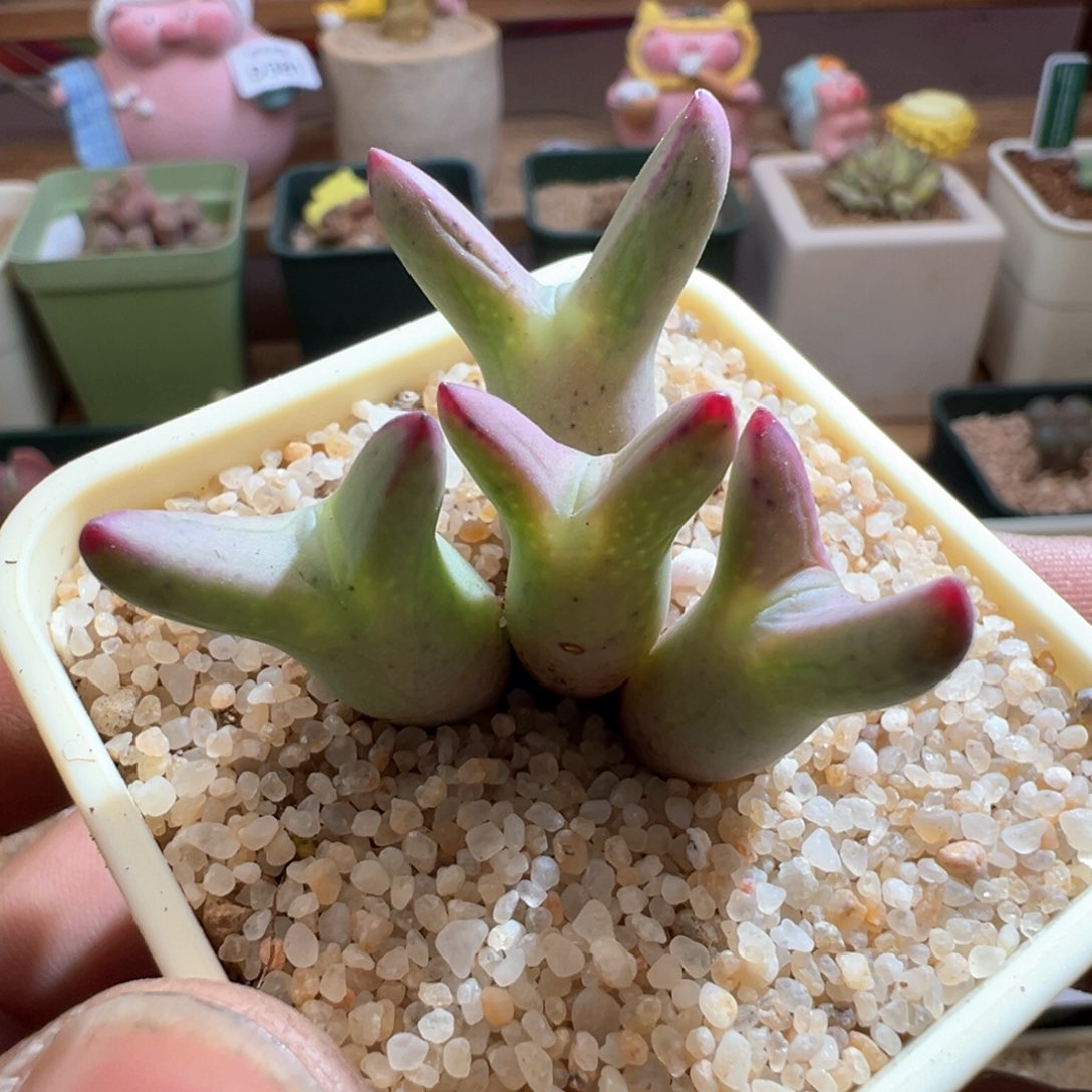 462优选0136皮卡丘四头