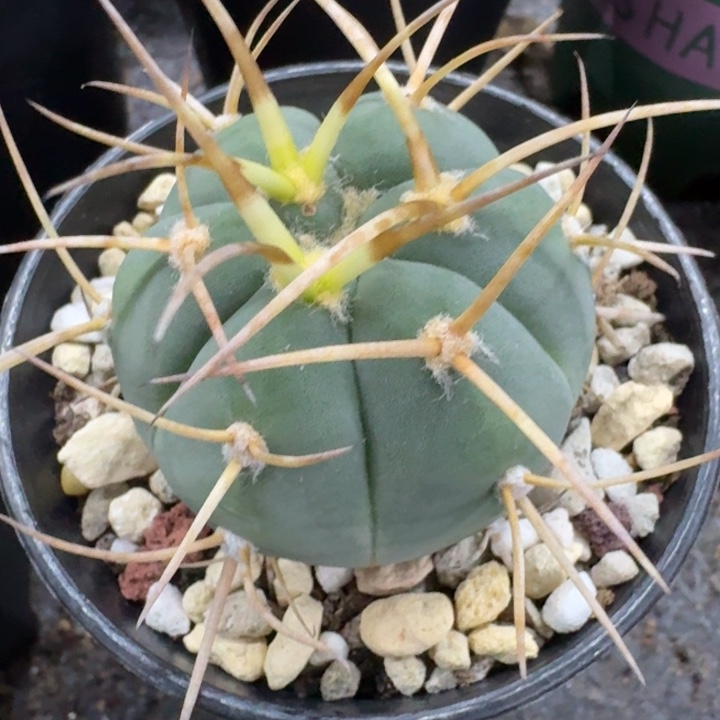 光临玉实生仙人球 