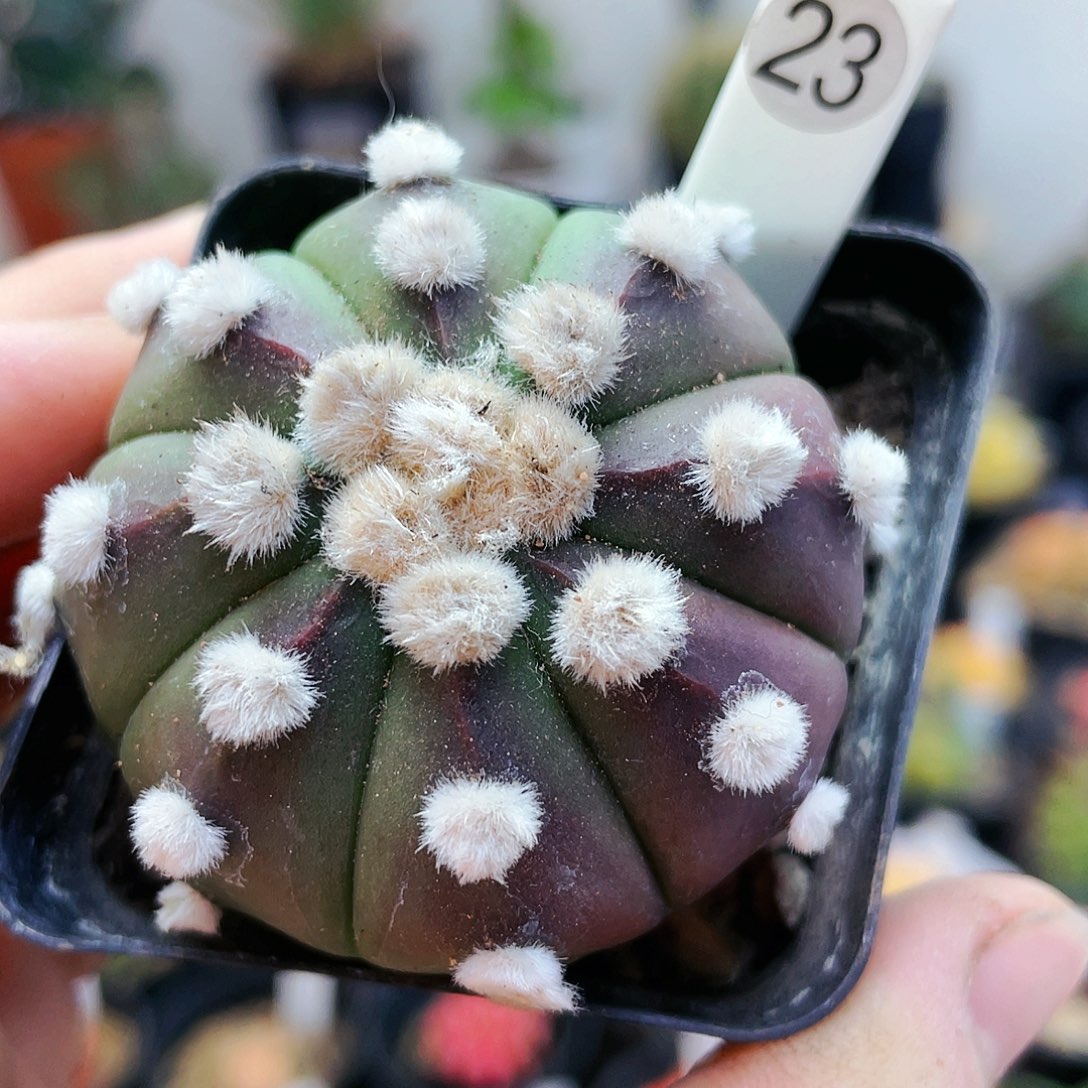 非偏远地区满25裸根发货仙人球