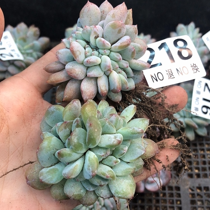 星影石榴籽福利出咯 218