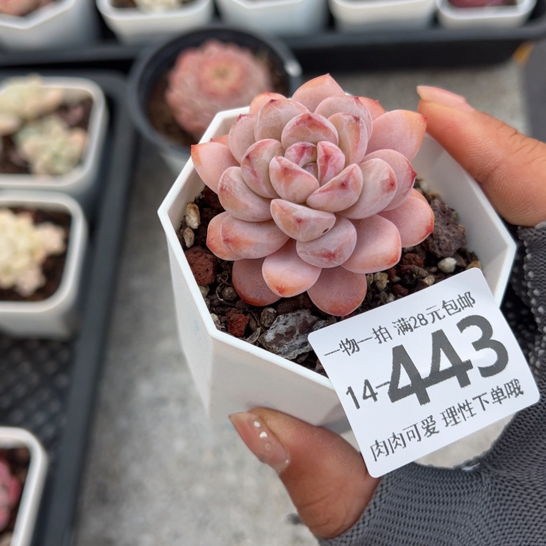 星星雪多肉多肉多肉多肉