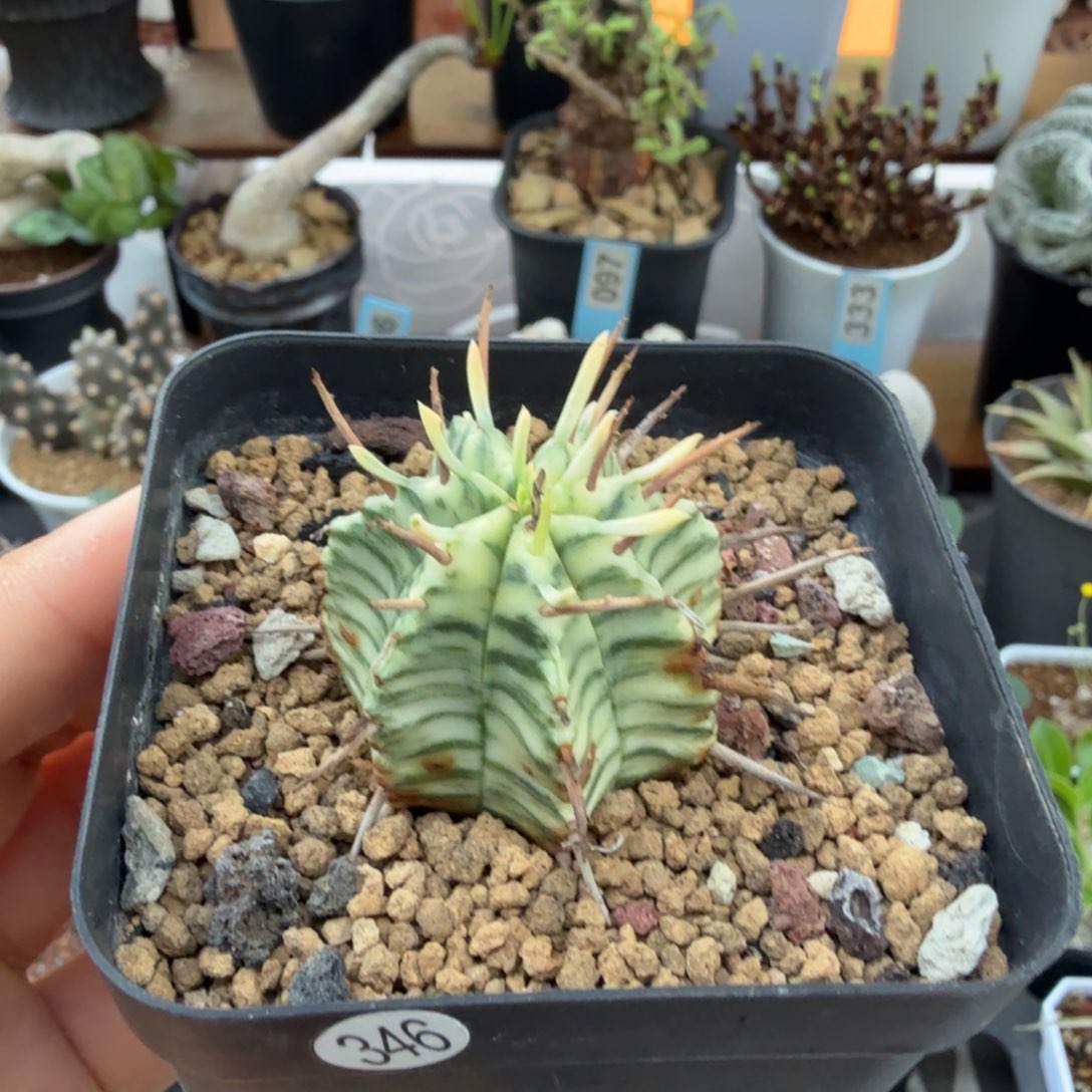 斑马大戟346仙人掌