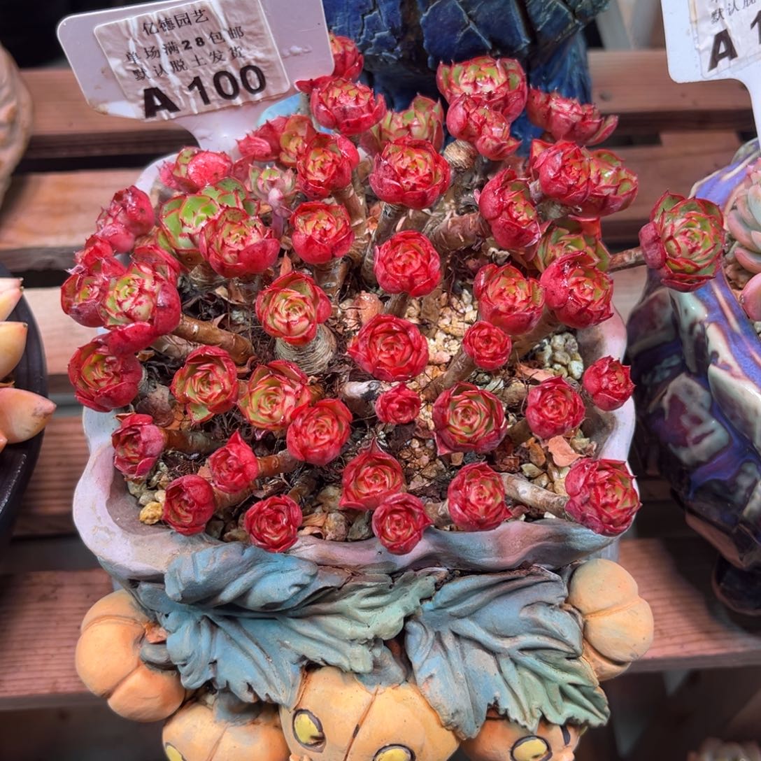 流金岁月shitayujulvkek