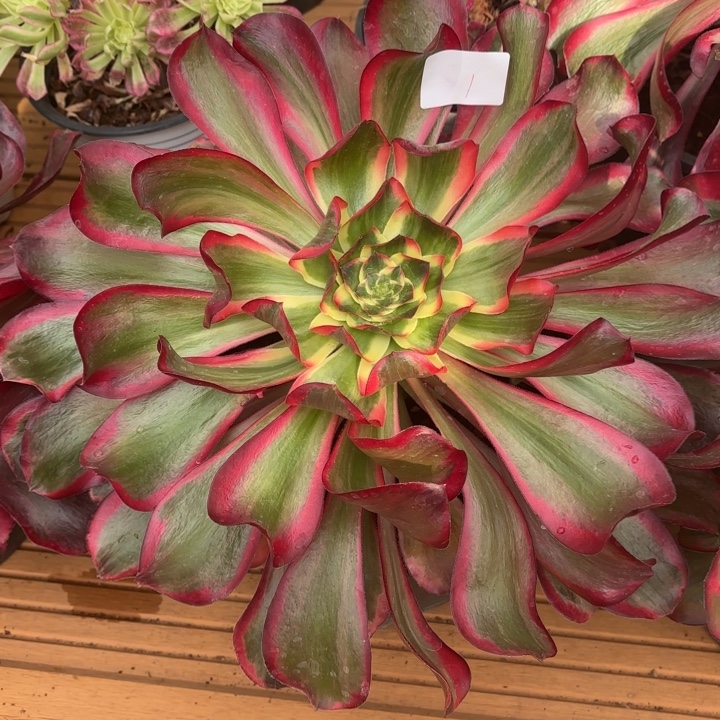 八***后云南红魔女好看1hq