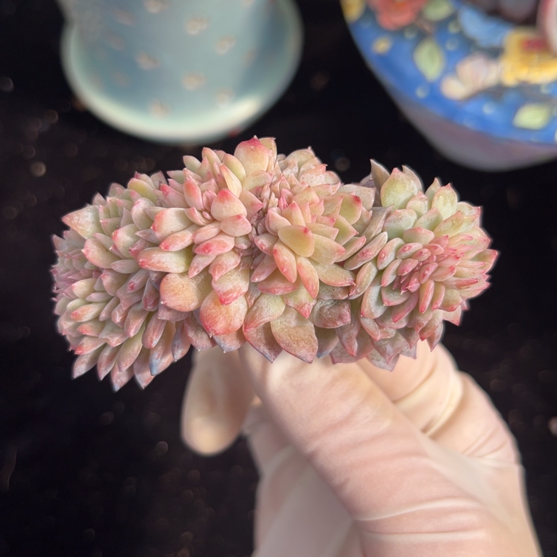 新年快乐微瑕 新年快乐