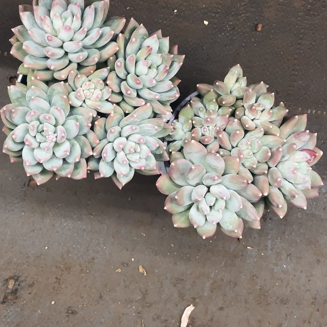 哥哥多肉链接的时候