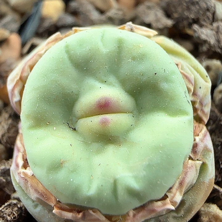 w253。     嘟嘟嘴。  