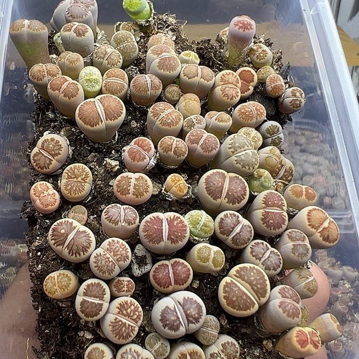4783小美菊福利1111111