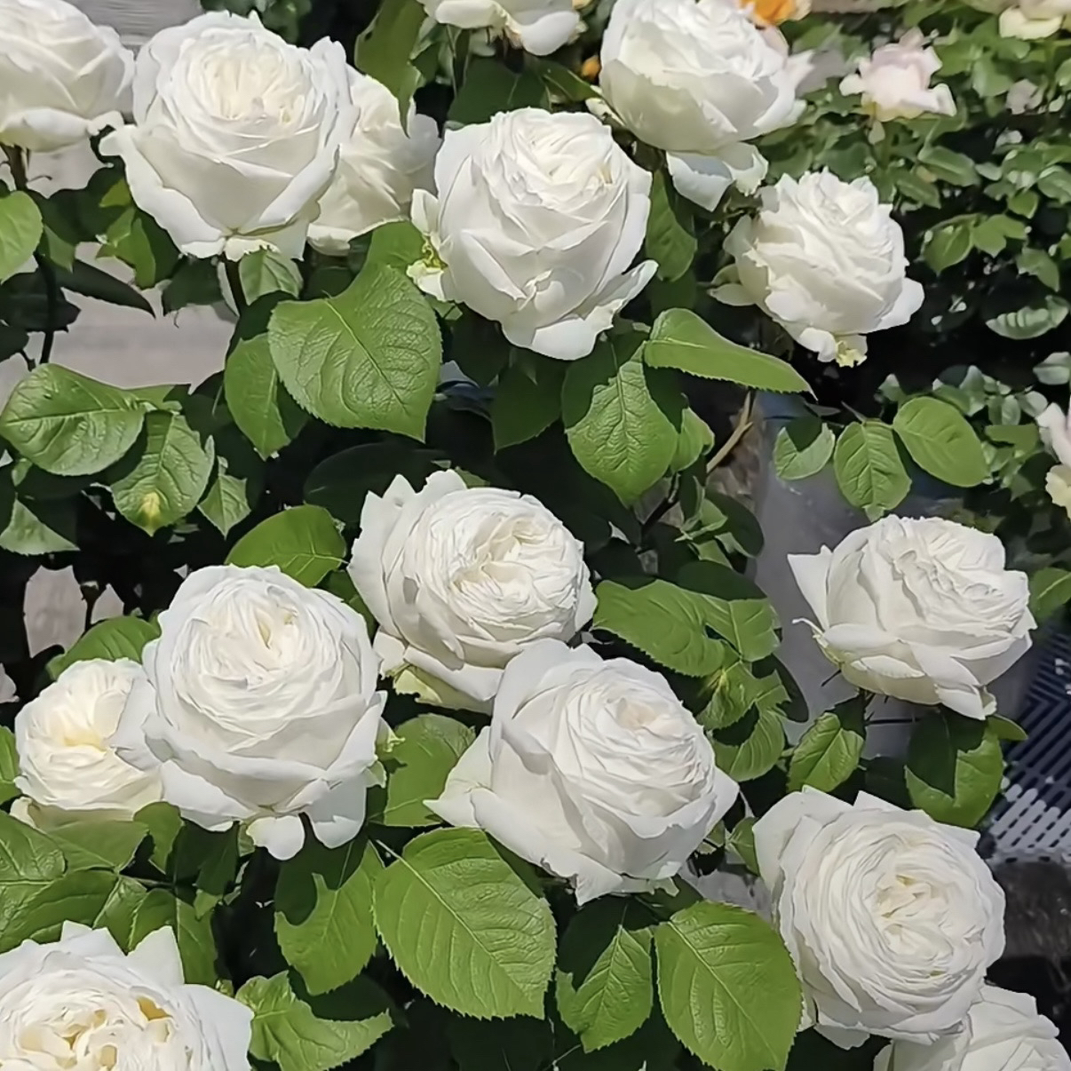 白色浓香【婚礼之路】多头包子型 1加仑2.5L根接苗 云南基地发货