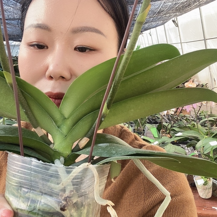 无花朵再见萤火虫蝴蝶兰