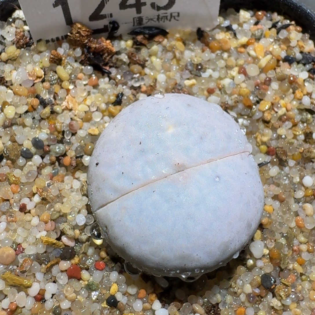 Zzz生石花肉锥1245