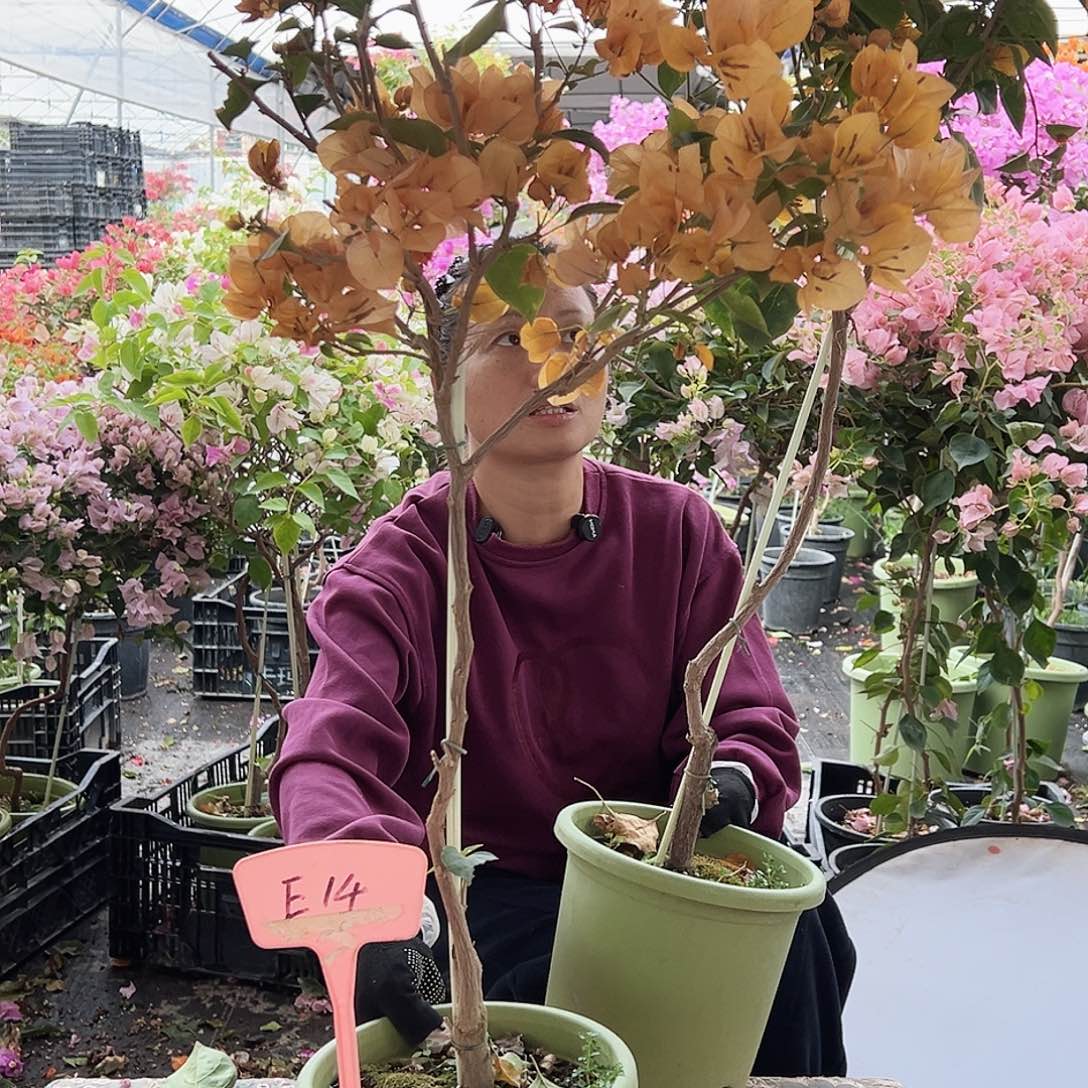 寒***冰大部分花苞少量开放E13金色光辉
