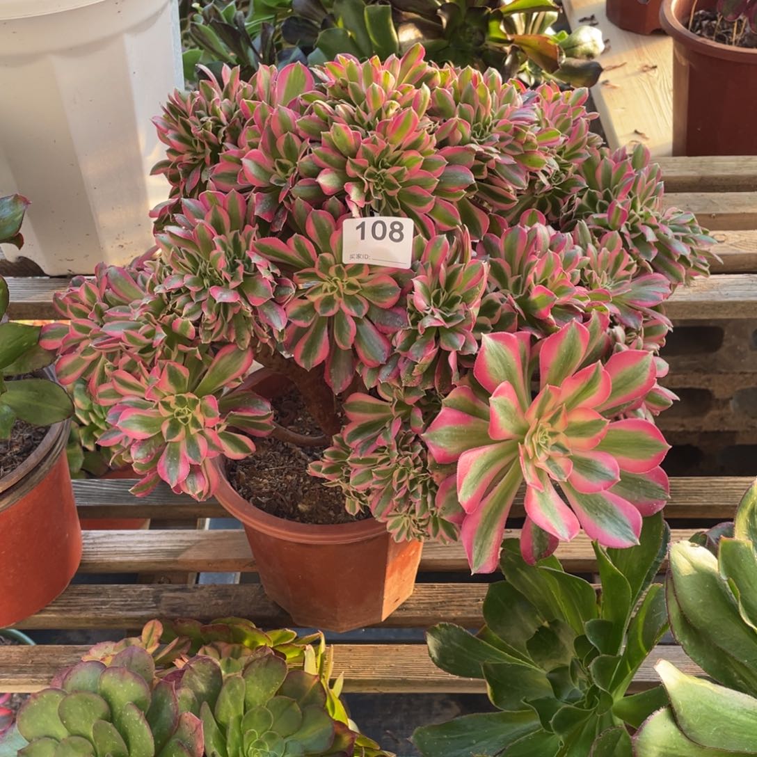 粉女郎缀化板子不整