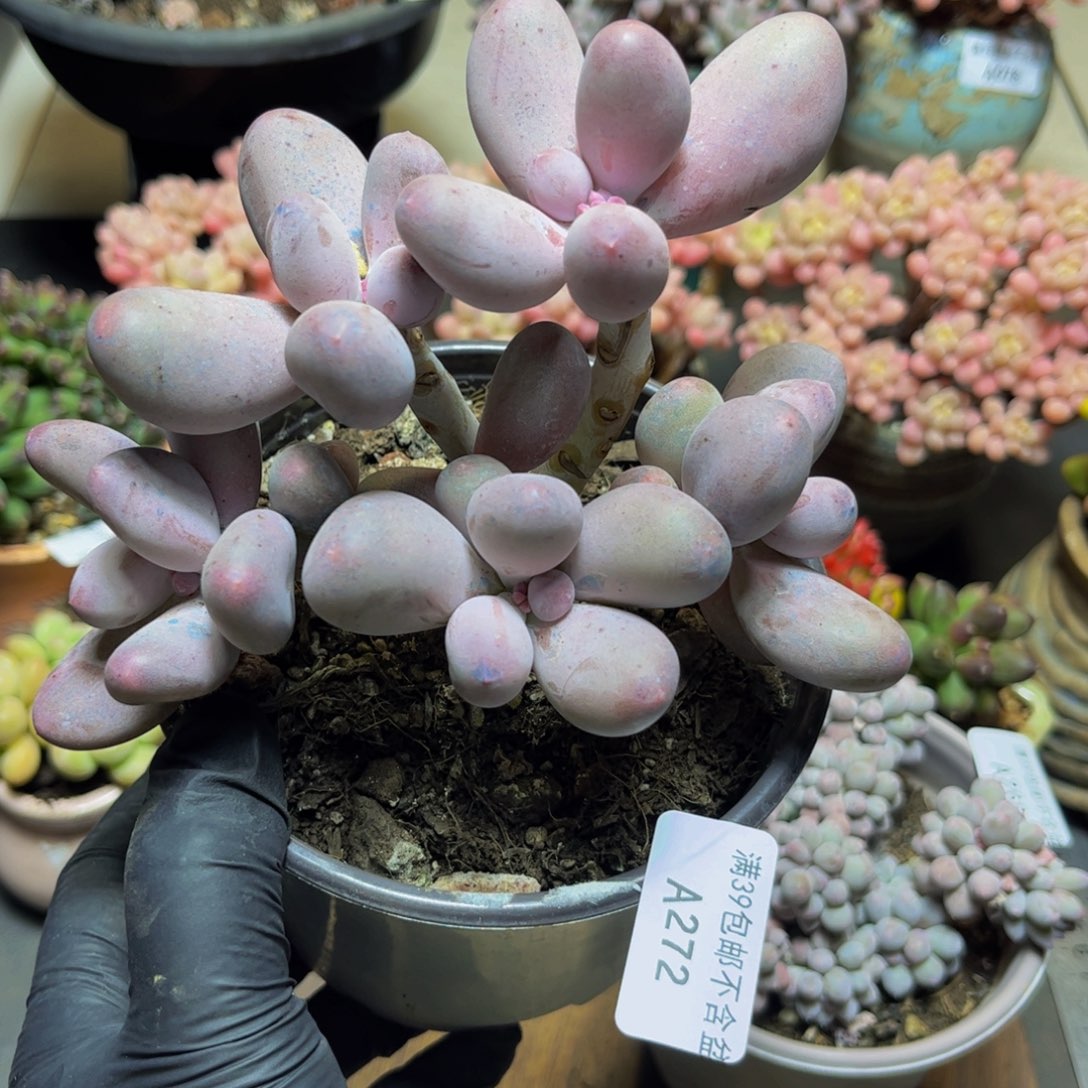 272大群米可奶酪13厘米多肉