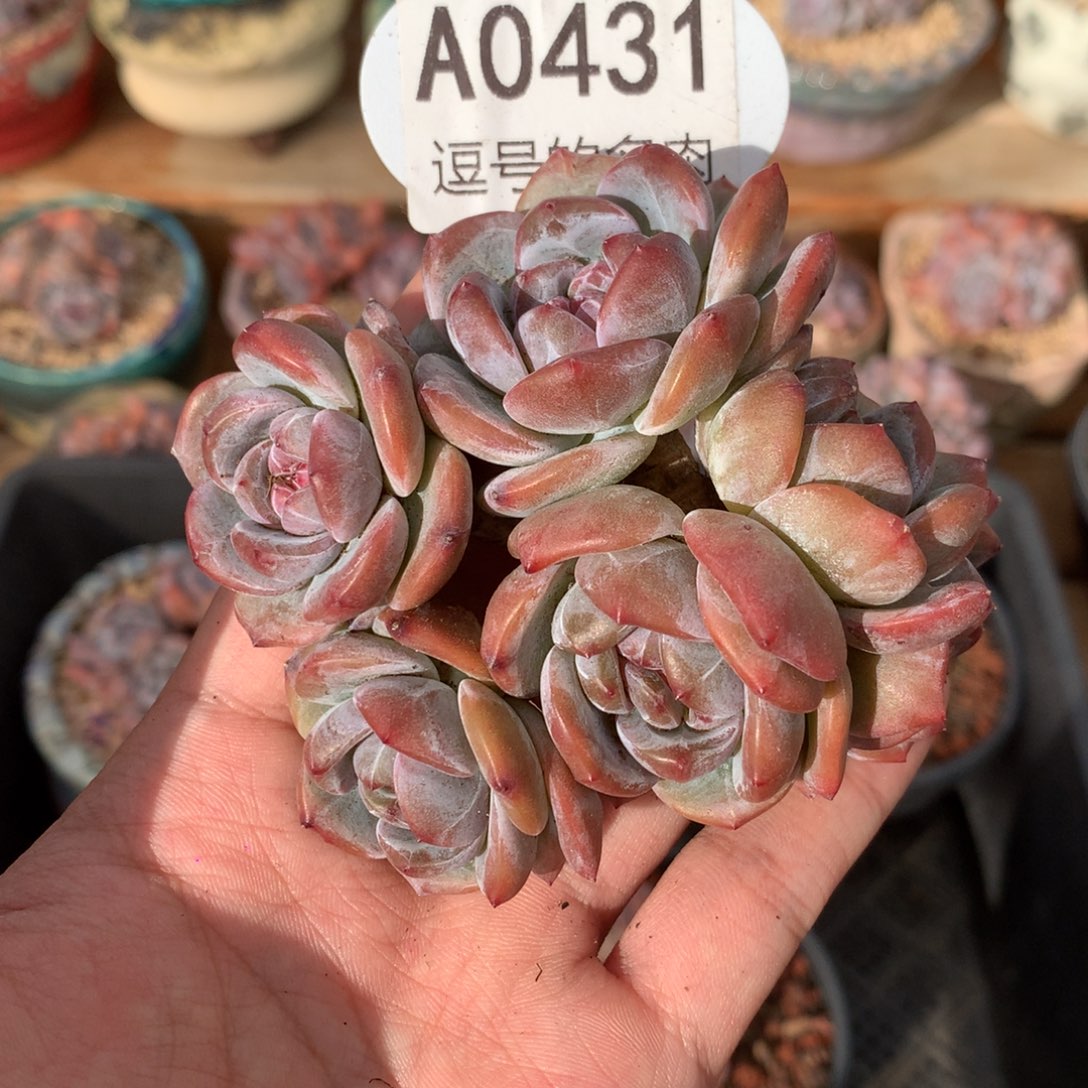 张***阳A0431 星影小老桩 有砍 9cm