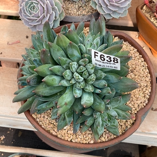 重楼大群638 亏本处理退款拉黑7-8 天发货