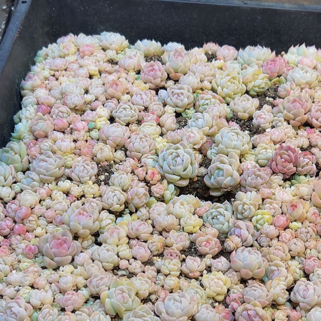 839多肉葡萄的味道是什么味道的