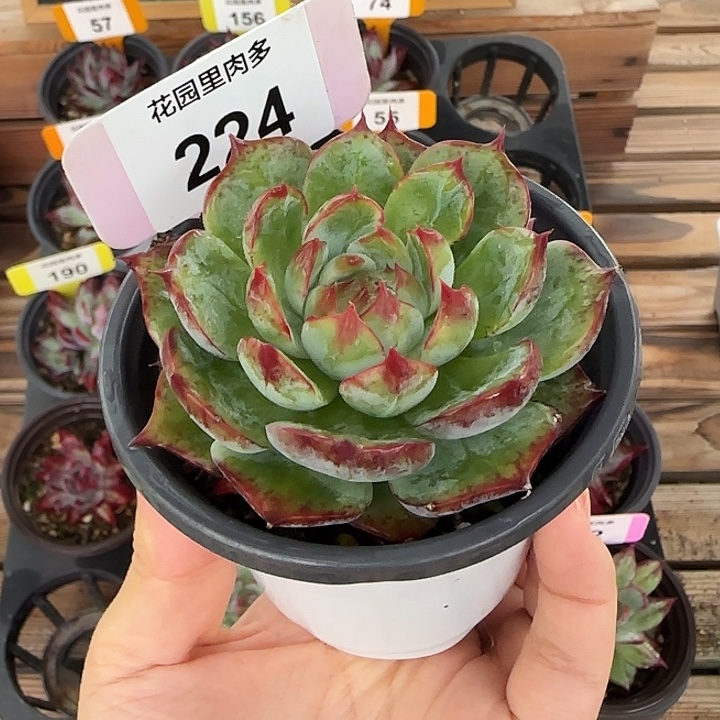 224 惊鸿仙子多肉植物石化