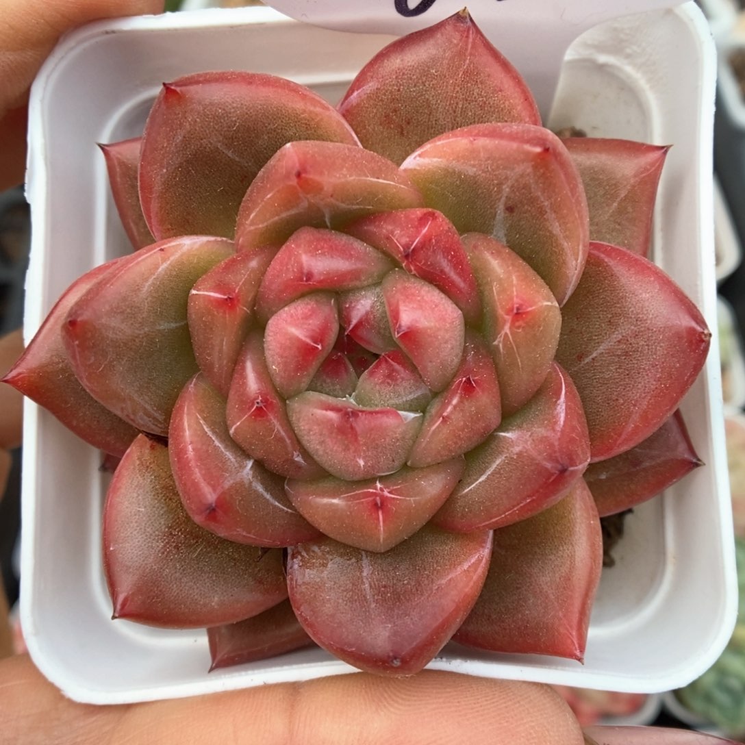 红油透珍妮可拍962号。 