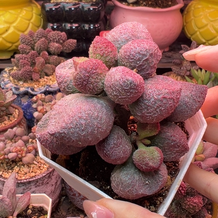           水蜜桃。    
