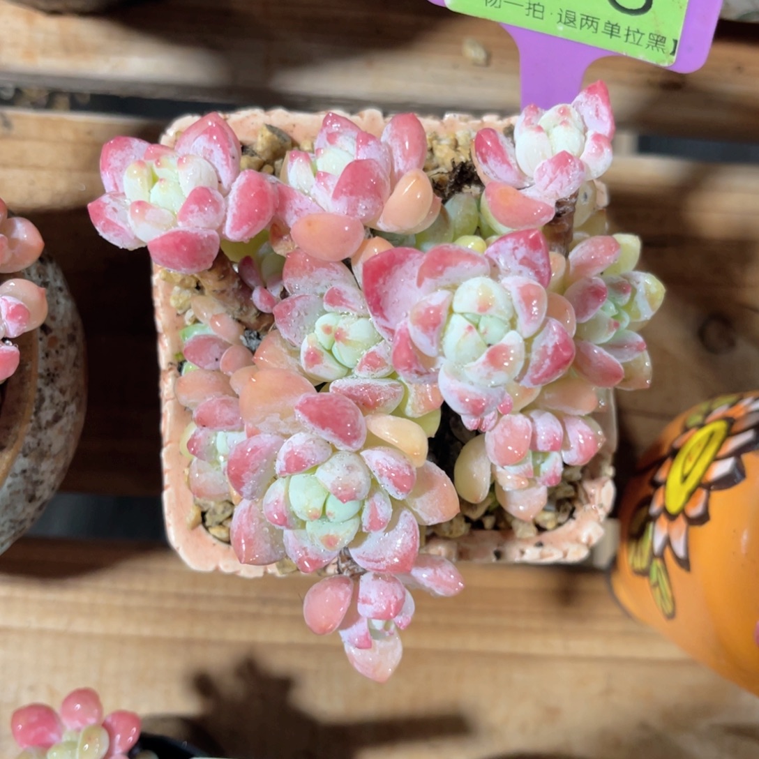 .***呵云尘多肉一物一拍395不含盆