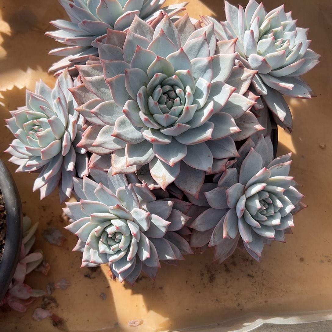 麒***麟粉蓝鸟捧花一物一拍