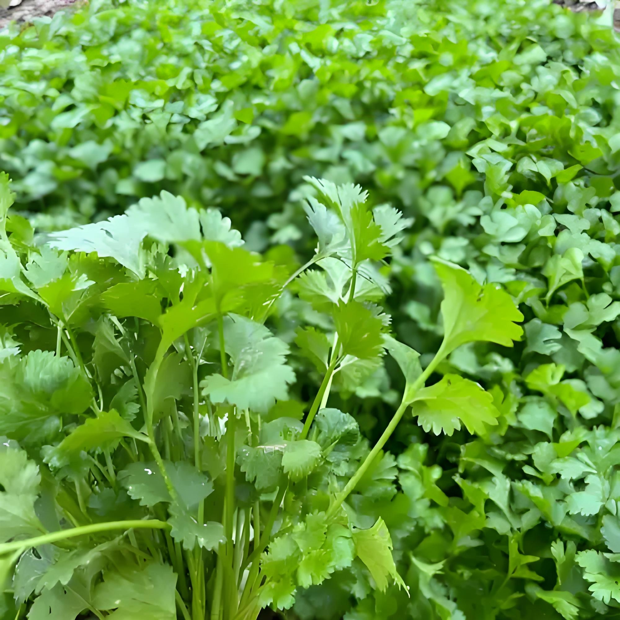 露天霜打农家自种老品种香菜芫荽香味扑鼻