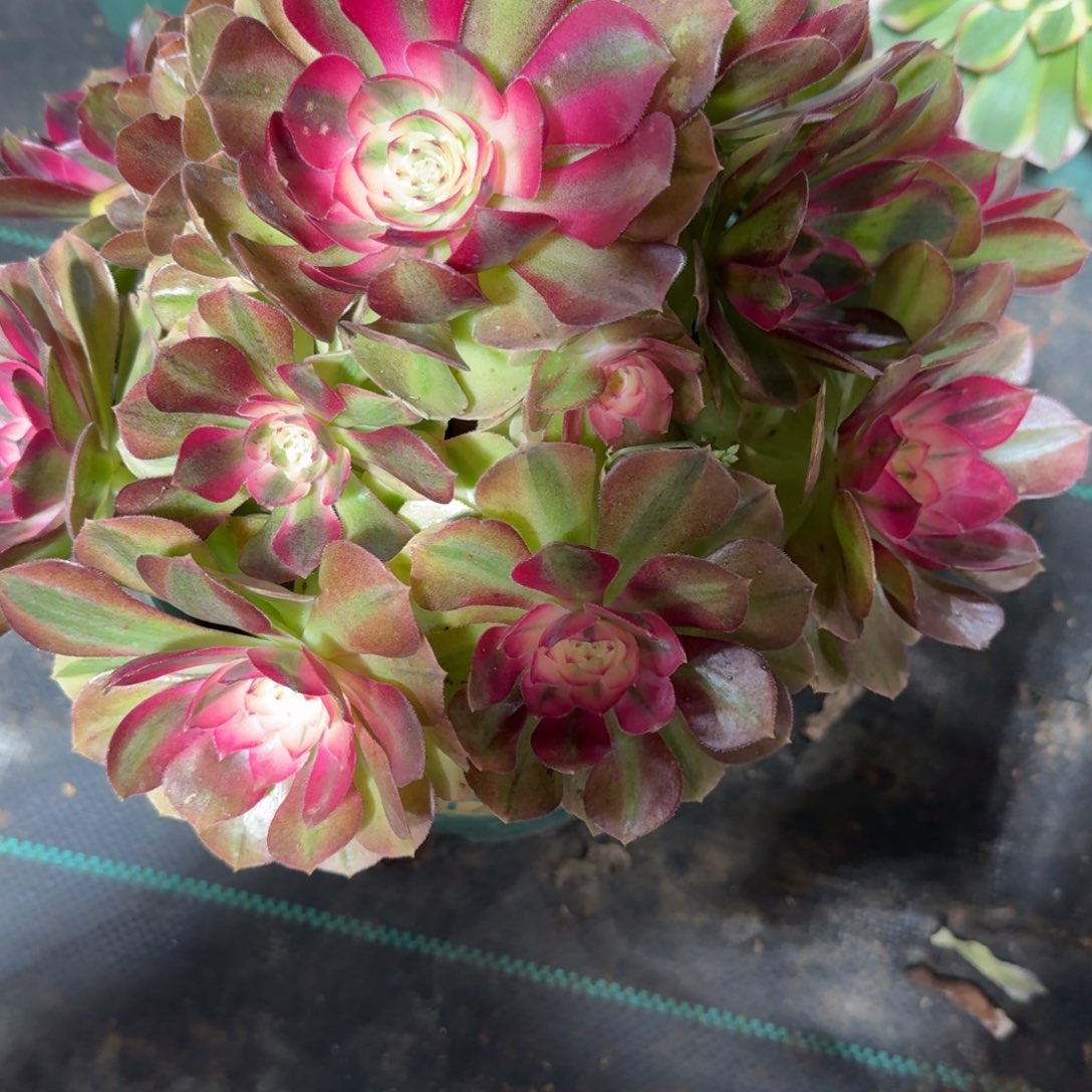 大荔枝多肉植物老庄413